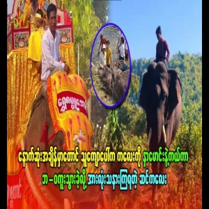 The poor elephant who protected his master even at the last moment